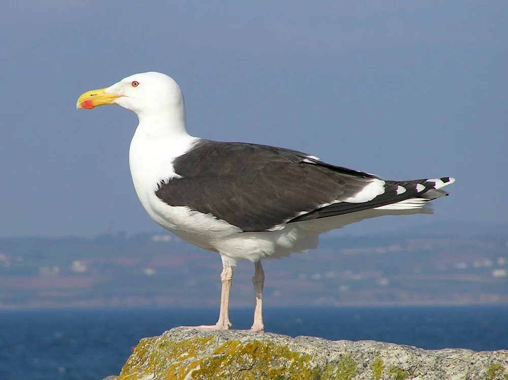 Sea Gull Barents Sea. Sea