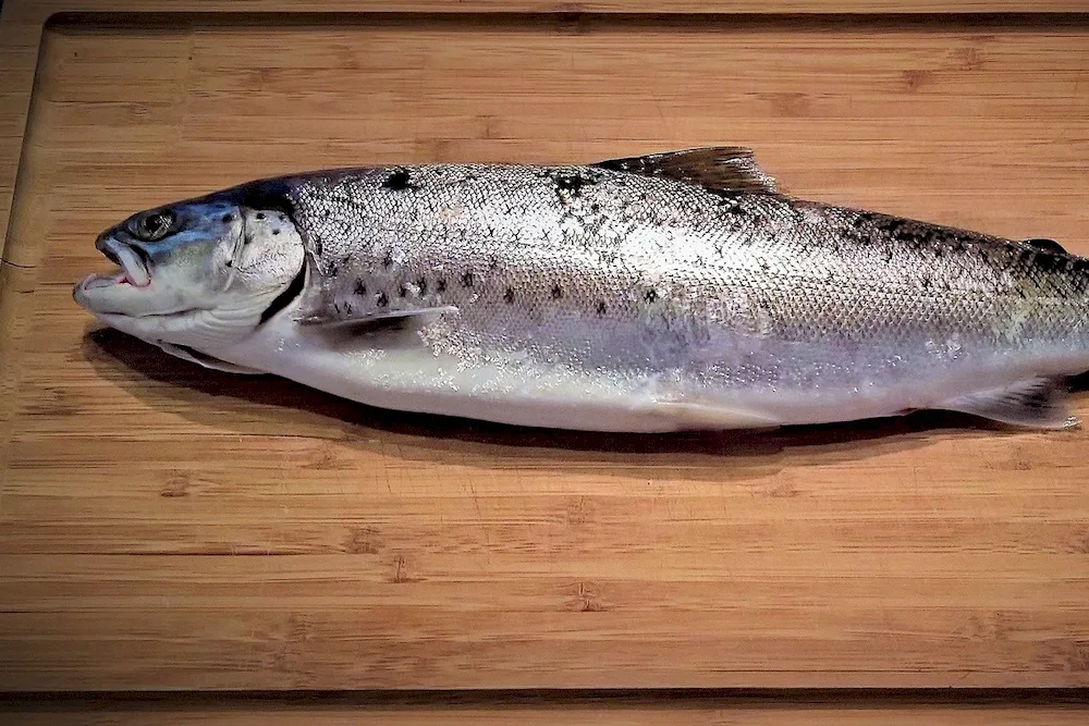 Marine fish trout kumja
