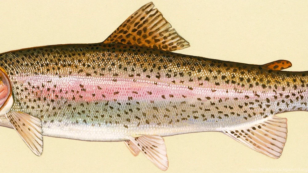 Forel quillback trout