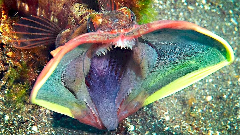 Marine dog Peacock black sea