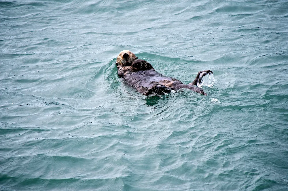 Marine dog