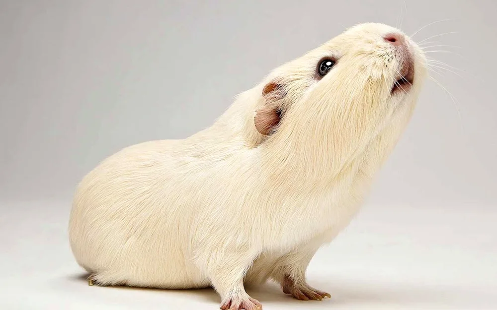 Albino guinea pig