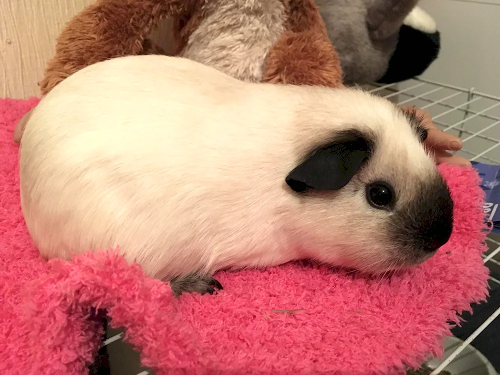 Guinea Pig American Crested California