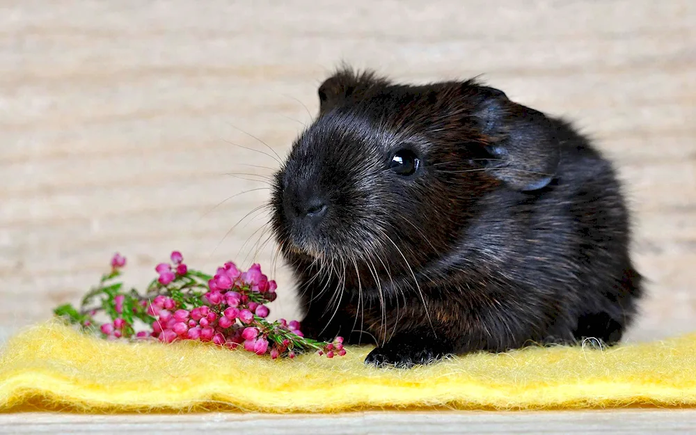 Marine hamster Black hamster