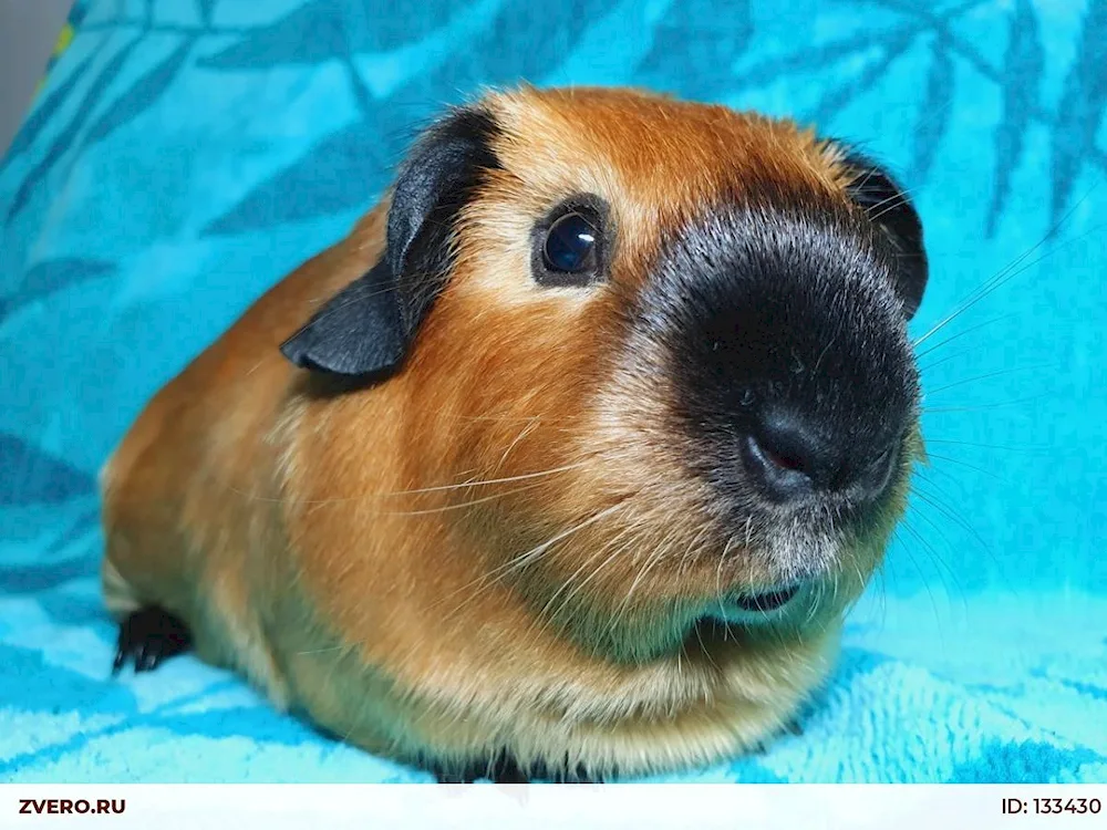 Gimalayan guinea pig