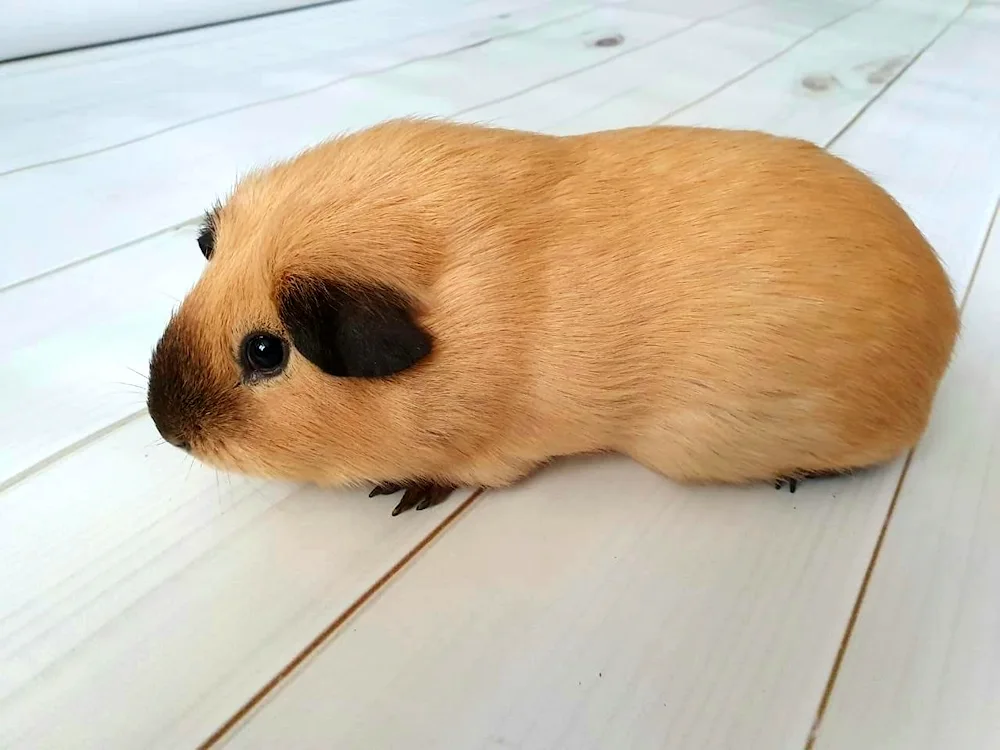 California guinea pig guinea pig