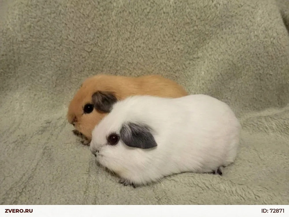 Himalayan guinea pig