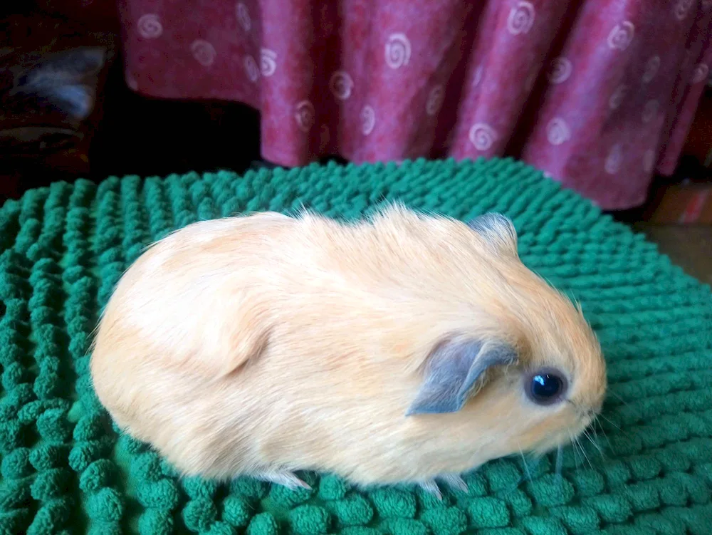 California guinea pig