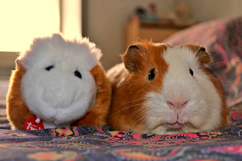 Californian guinea pig