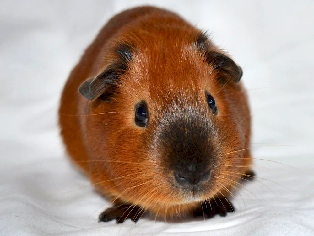 California guinea pig