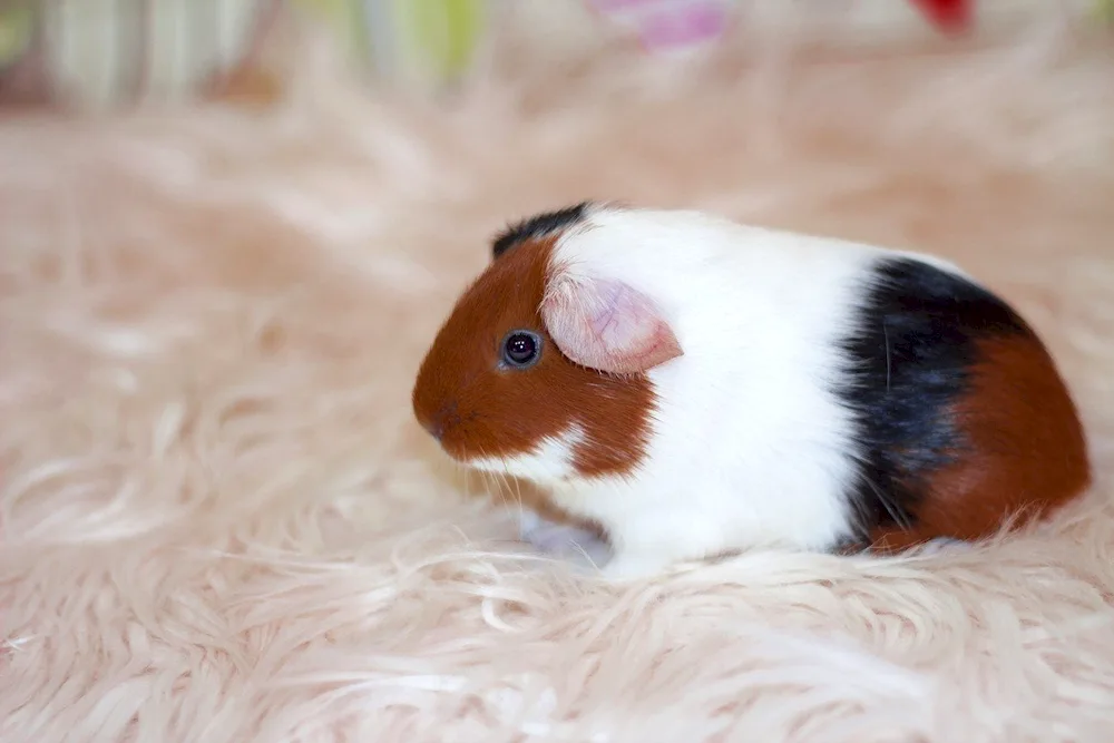 California guinea pig