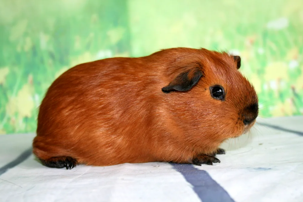 California guinea pig crossed