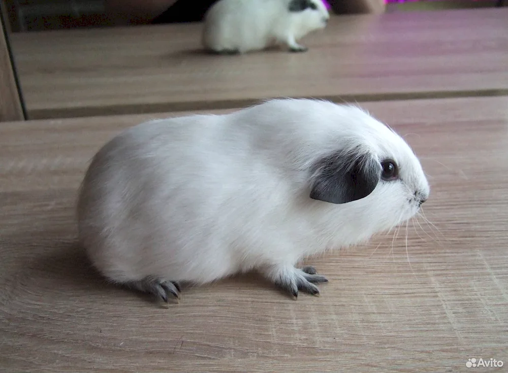 California guinea pig crossed