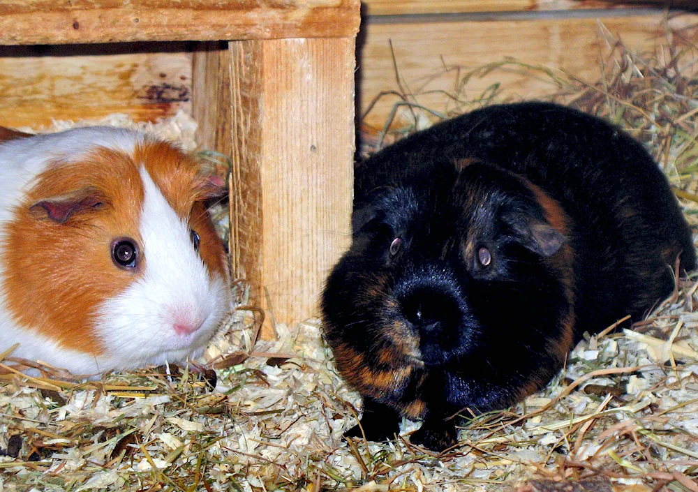 Shusha guinea pig