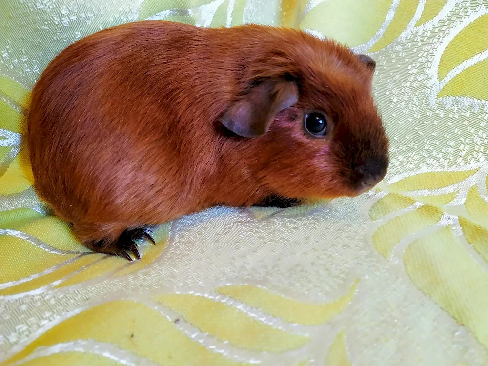 Californian crossbred guinea pig