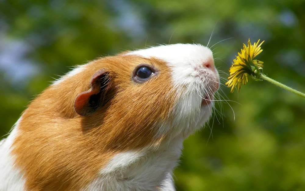 Short-haired guinea pig