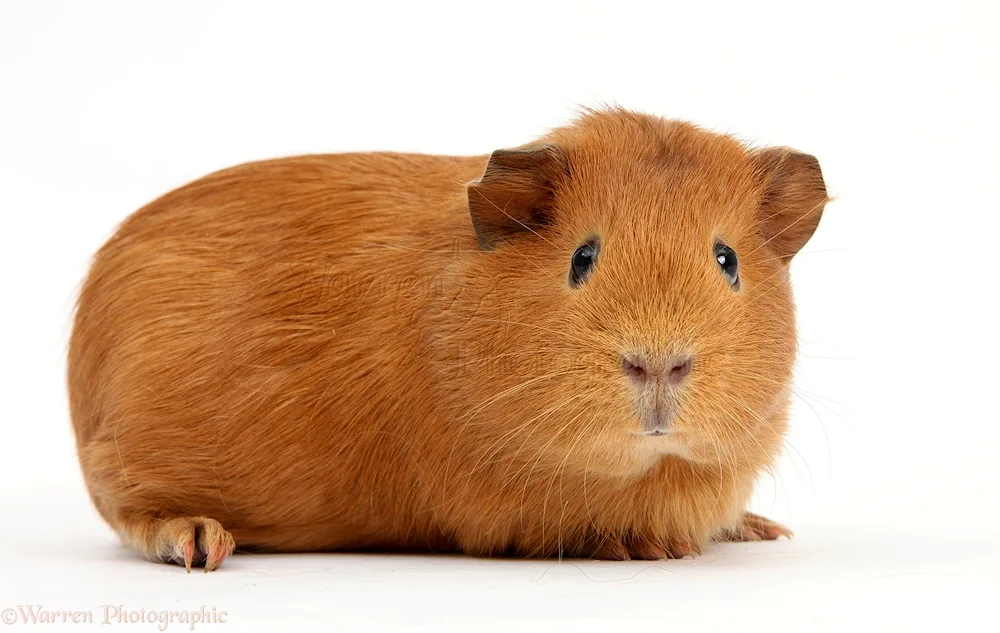 White background guinea pig