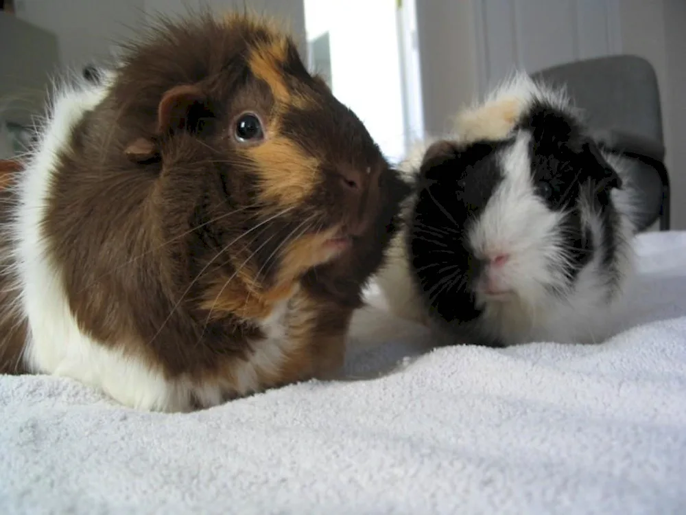 Rosette guinea pig.