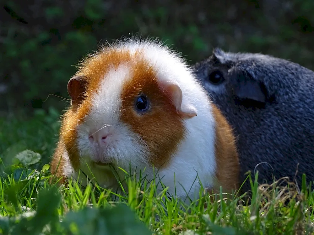 Californian guinea pig