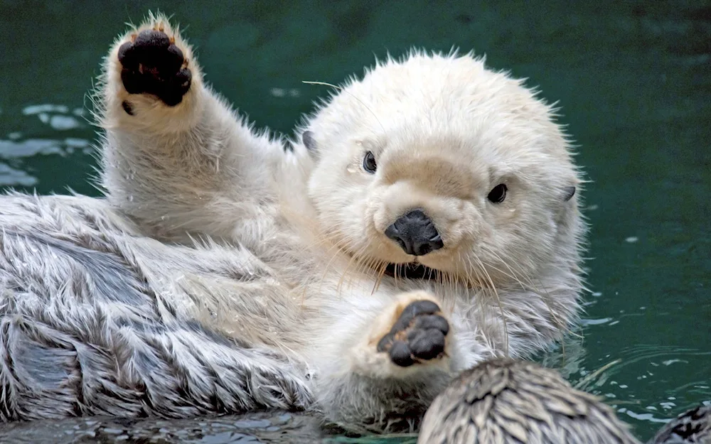 Marine otter calanus sleeping