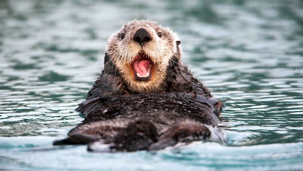 Common river beaver