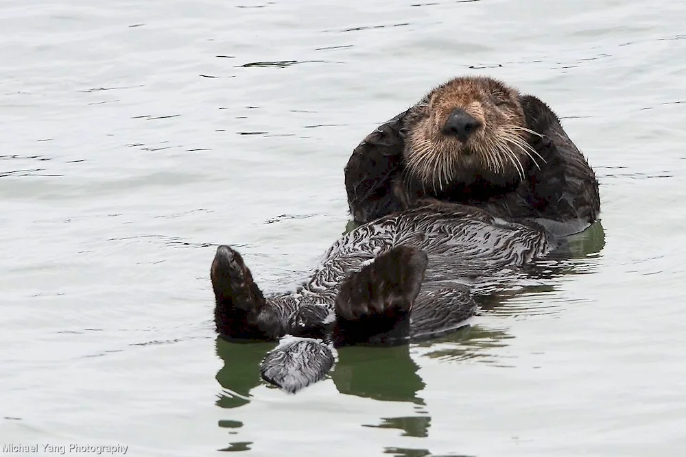 West Siberian River Beaver