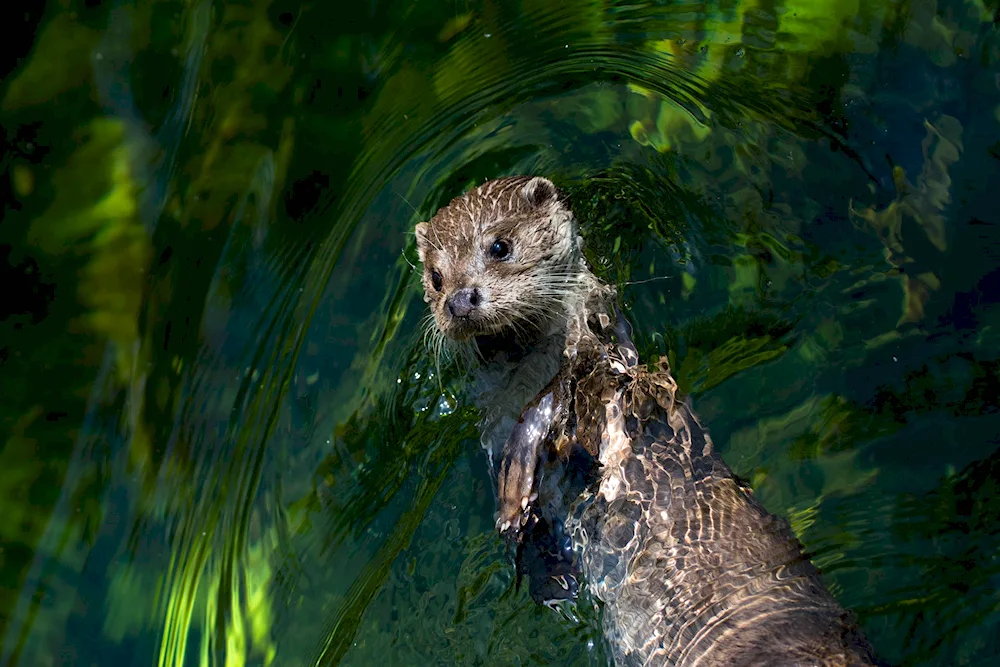 Water otter muskrat