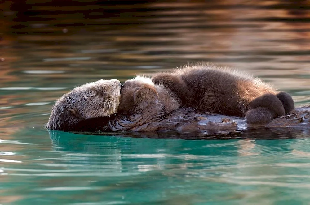 Marine otter calanus