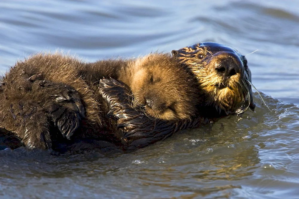 Beavers swimming