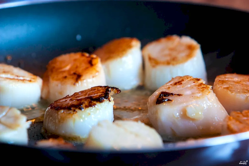 Scallops scallops
