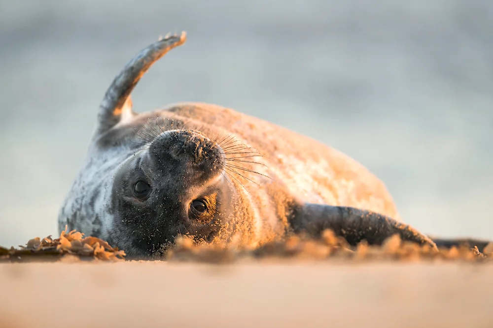 Paul Nicklen sea leopard