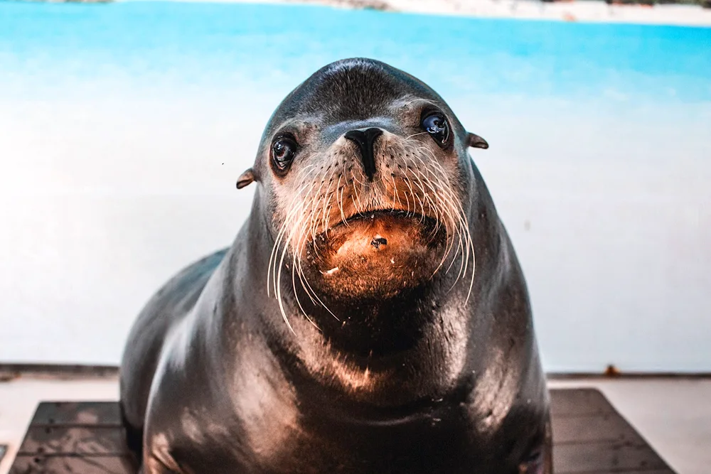 Northern sea walrus