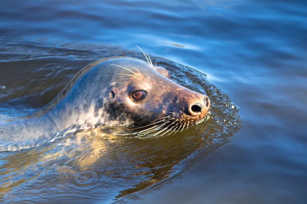 Marine mammals