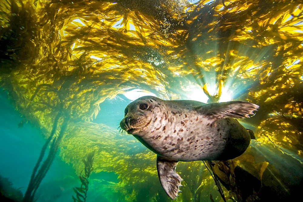 Baikal seal Nerpa