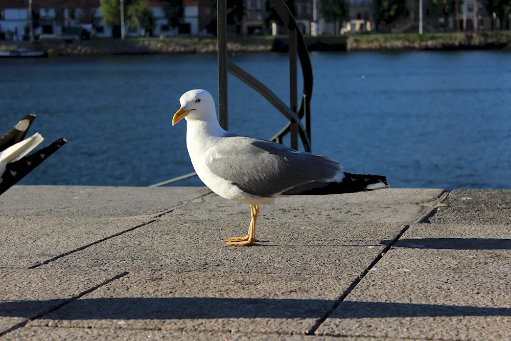 St. Petersburg Neva Gulls