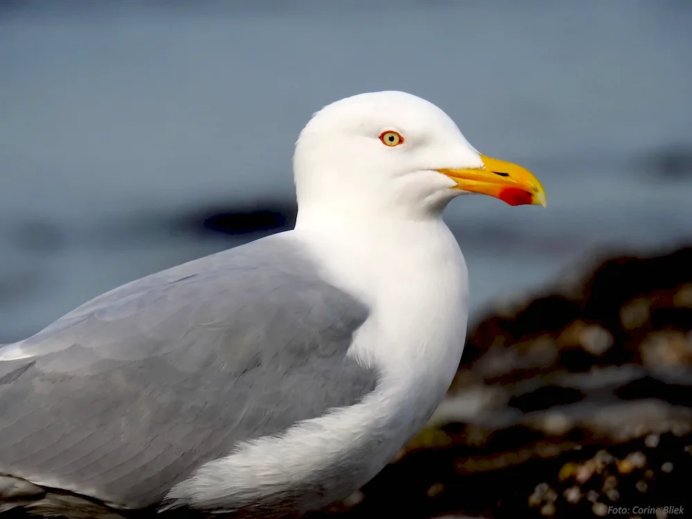 Californian Dove. Gull