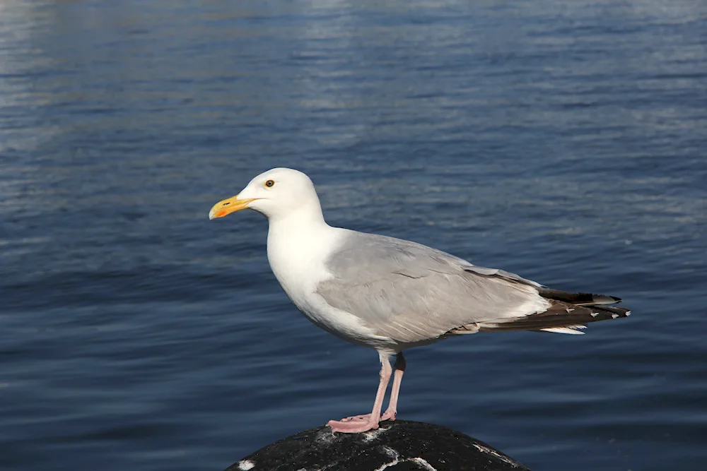 Black Sea Gull Baclan