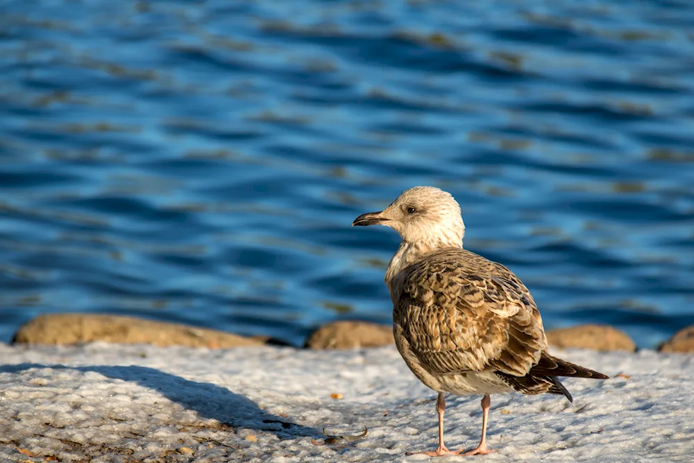 Sea Birds