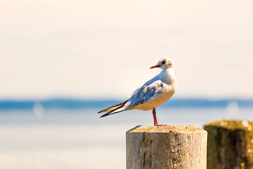 Gull on the beach in Yalta