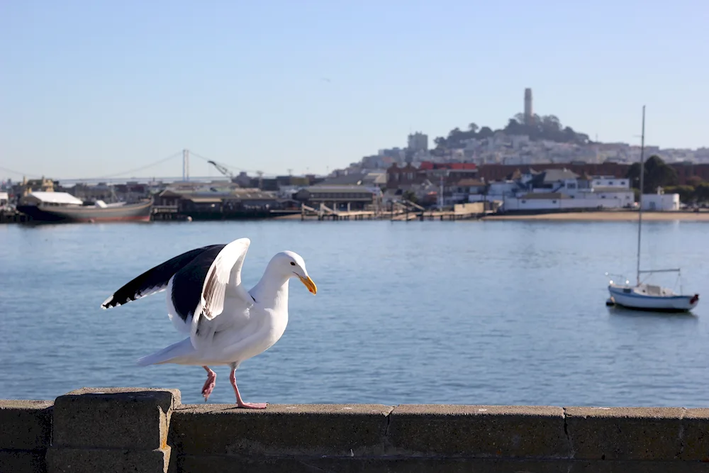 Stambul Bosphorus Seagulls