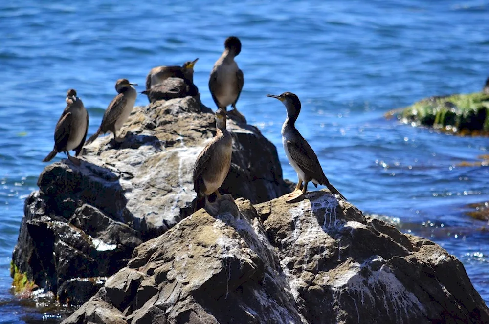 Sea Birds of Crimea