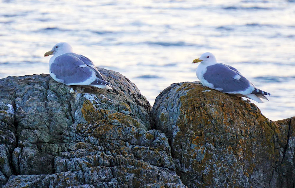 Albatross Anapa bird