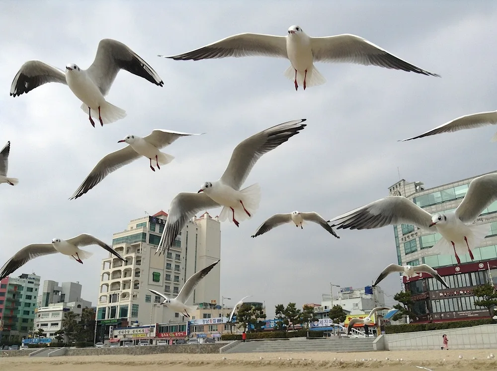 Turkey Bosphorus Seagulls