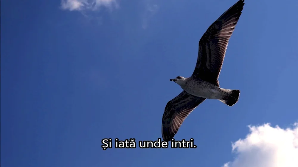 Albatross on the Baltic Sea