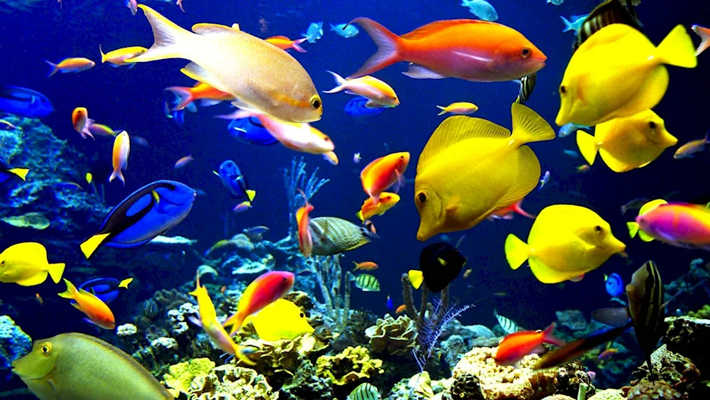 Sea Fish