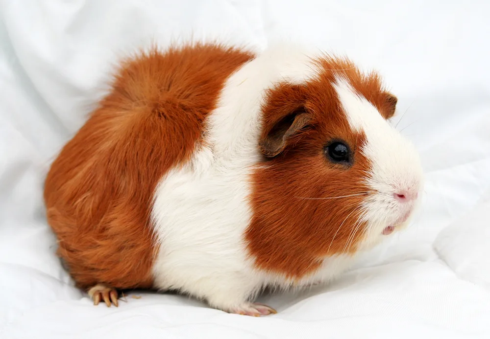 Abyssinian guinea pig