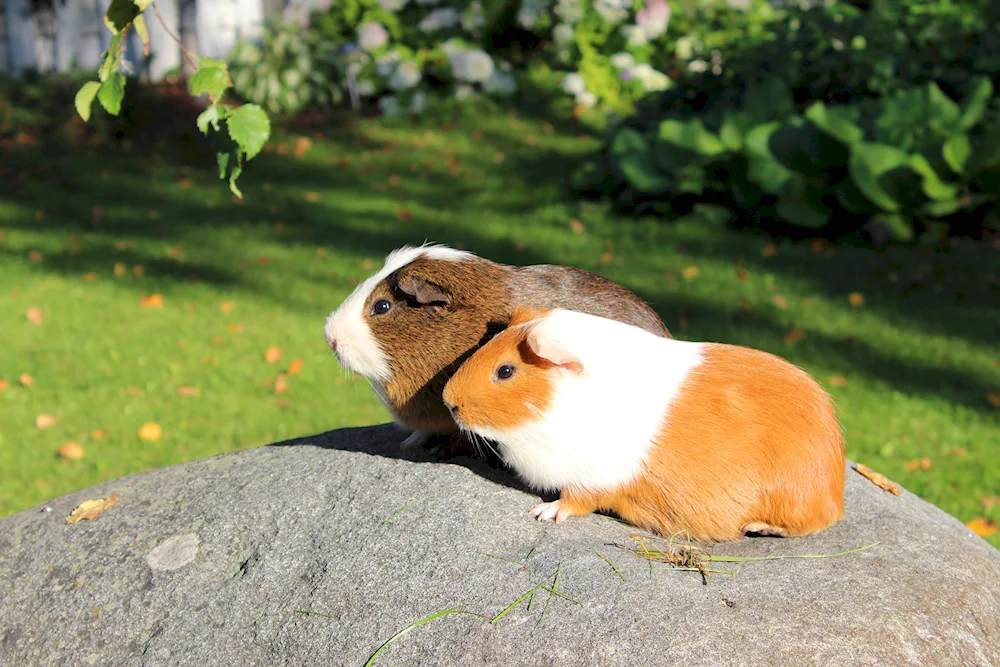 Guinea pigs