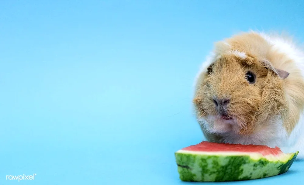 Short-haired guinea pig