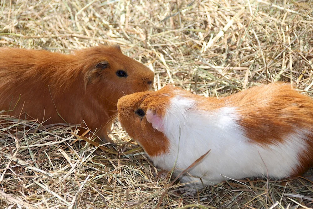 Crossbred guinea pig