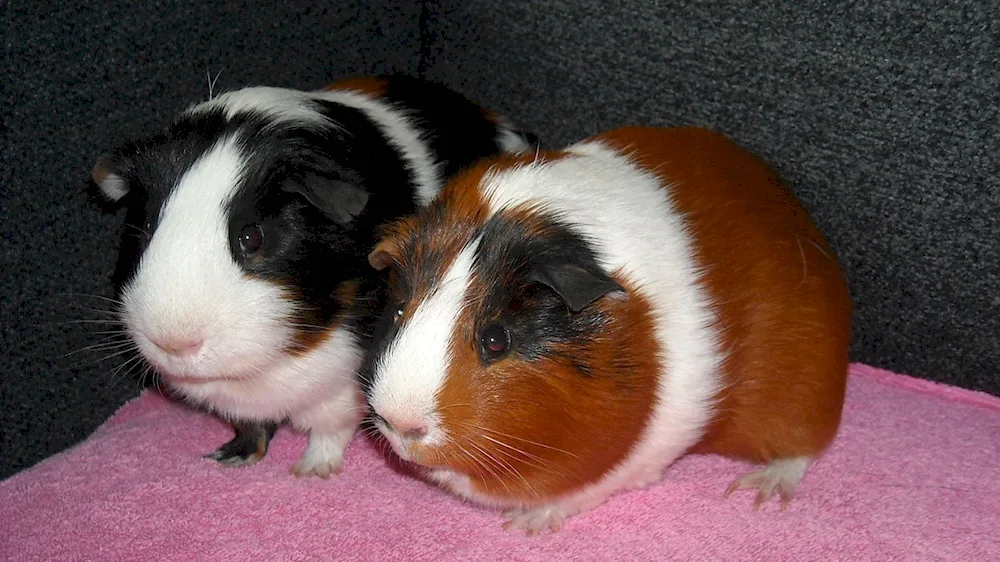 Cavia for the guinea pigs